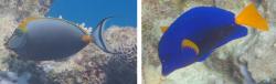 Elegant unicornfish and yellowtail tang, Red Sea